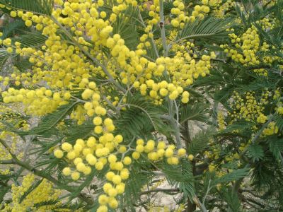 La mimosa simbolo della giornata della Donna in Italia.jpg